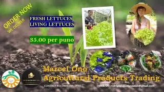 fresh lettuce ads