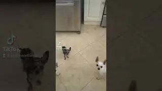 Every time I come in the #kitchen #chihuahua #dogshorts #dog #funny #friday