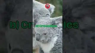 KOALAFICATION TEST - YOU PASS? #trivia #knowledge #test #animals #fun #quiz #animal #learn #game