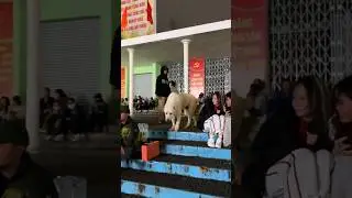 Gentle Giant Alabai Dog Walk freely on streets through the people