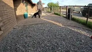 Training my dog sit and down with E collar and leash Isa