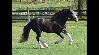 AVAILABLE! EXQUISITE BLACK DRUM HORSE MARE DRESSAGE JUMPING EVENTING SPORTHORSE BREEDING DRIVING!