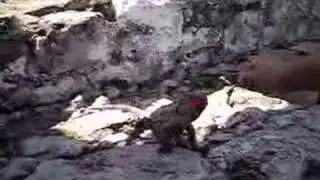 Native Iguana in Tulum Ruins
