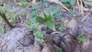 A Thai Garden Tour