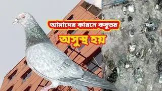 পাশের বাসার কবুতগুলো রেসারের মতো উড়ে।