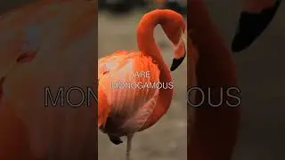 The Secrets of Flamingos Revealed 🌸