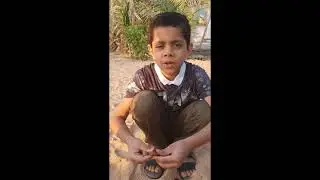 The life cycle of palm Redha Aloqayli