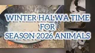 Winter Halwa Time for Season 2026 Animals