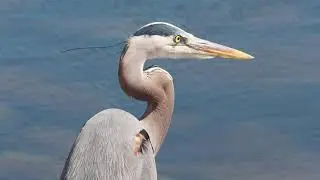 Nesting Habits of the Great Blue Heron
