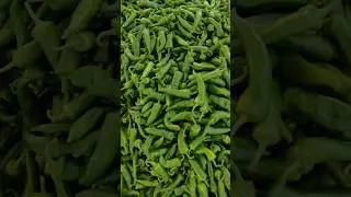 Kheti sirf kaam nahi, jazba hai #shorts #farming #mirchi #agriculture