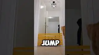 Amazing Heights of Cat Jump #catlover #catjumps #amazingcats