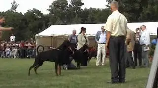 PATHOS DELLE QUERCE NERE IDC 2006  (BRATISLAVA)  1V INTERMEDIATE CLASS.wmv
