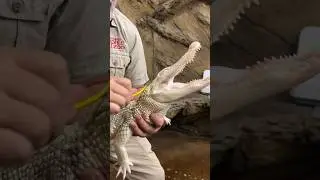Coconut Loves Her Back Scratches😂🐊 #albino #gator #cute #moments #awesome #shorts