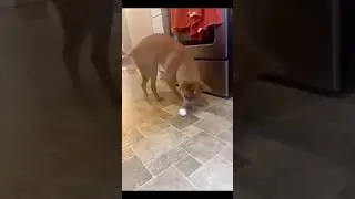 Funny Dog Video 2023 #vuralvideo #dog #dogclip #comedydog