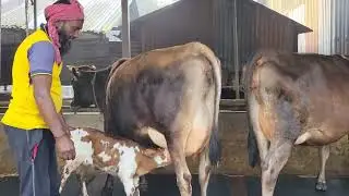 কেউ জার্সি গাভী গরু কিনলে এই নাম্বারে যোগাযোগ করুন 01725332985#lifeisbutadream #cow #may24 
