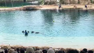 Dolphin show @sea world