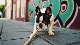 Mr  Spot: Hero of the Block 🐾 | AI Animated Short Film