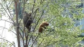 B&auml;renpark Bern - Berna, Ursina und Bj&ouml;rk sitzen im Baum