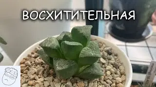 Прекрасная хавортия ретуза. Удивительный суккулент