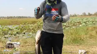 Incredible snakehead fish hunting with frog bait| Fishing season Cambodia 2021