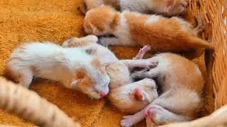The cutest baby kittens are sleeping together after milk 