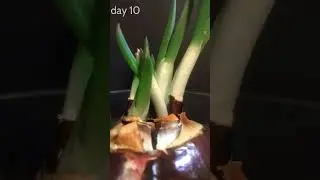 Onion transformation 👀🫣🫣#transformation