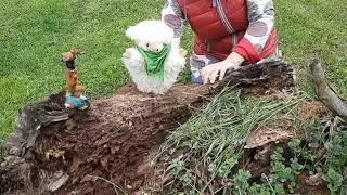 Wurzelsepp-Schafe//Naturhandpuppentheater für Kleinkinder