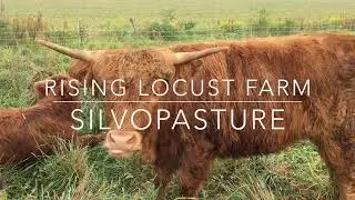 Rising Locust Farm: Silvopasture