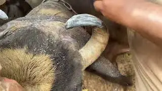 Buffalo Horng trimming video best video you tube #trimning #i need watch time 