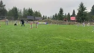 CKC Novice Jumps and Weaves Sept 21, 2025