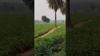Seet leahr my potato  farming 🌱🌱🥔🔱⚜️