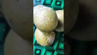 Vine Fruits is nutritious #shorts#vine#viral