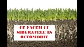 Ce siderate putem semăna &icirc;n octombrie/ Ce facem cu sideratele după ce le tăiem