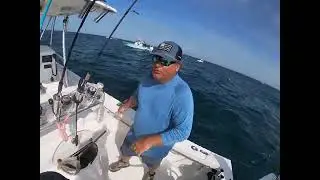 Atlantic bonito pt 2 emerald island