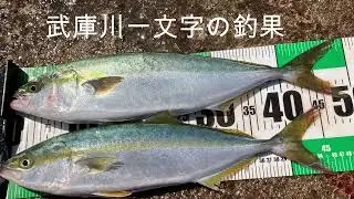 【武庫川一文字　ハマチ編】青物ショアジギング　ハマチが釣れているムコイチでハマチの釣果　【武庫川渡船】