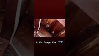 Leaking Roof in Attic #homeinspectionfinds #moisturedamage #attic #roofleak
