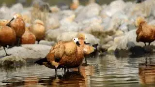 Ruddy shelduck known in India as the Brahminy duck | Tadorna ferruginea | Duck