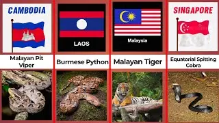 World&rsquo;s Most Dangerous Animals (Country by Country)