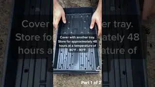 How To Grow Sunflower Microgreens In 5 Easy Steps! Part 1 of 2
