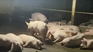 Live The moment the pigs sleep peacefully in a warm environment