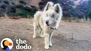 Abandoned Blind Husky Has The Best Glow Up | The Dodo