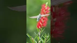 Hummingbird attack! #birds #bird #wildlife #nature #photography #animals #hummingbird