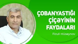 &Ccedil;obanyastığı &ccedil;i&ccedil;əyinin faydaları | Fizuli H&uuml;seynov