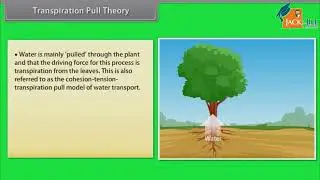 LONG DISTANCE TRANSPORT OF WATER || BIOLOGY || CLASS 11 || ANIMATED VIDEO