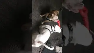 Dogo now 9 months and has grown considerably ( See other videos for 3months - up to 9months)