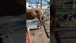 #muddy #mustang - trying the Push #broom #hack to #knockoff some #mud #horse #county #dealingwith