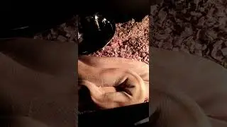 BURMESE Python handling tips #burmesepython #reptiles #snake