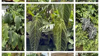 Giant fish and rare plants at Kew Gardens 