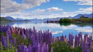 LAKE TEKAPO MAGIC: The Most Beautiful FREE Campsite in NZ | Camping spot South Island | #Lakepukaki 