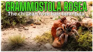 Rose Hair Tarantula in the wild! Grammostola rosea Nature Documentary